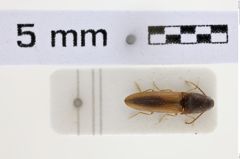 Foto (Dorsalansicht) von Abelater maculatipennis (NHMW-ZOO-COL-0007324)